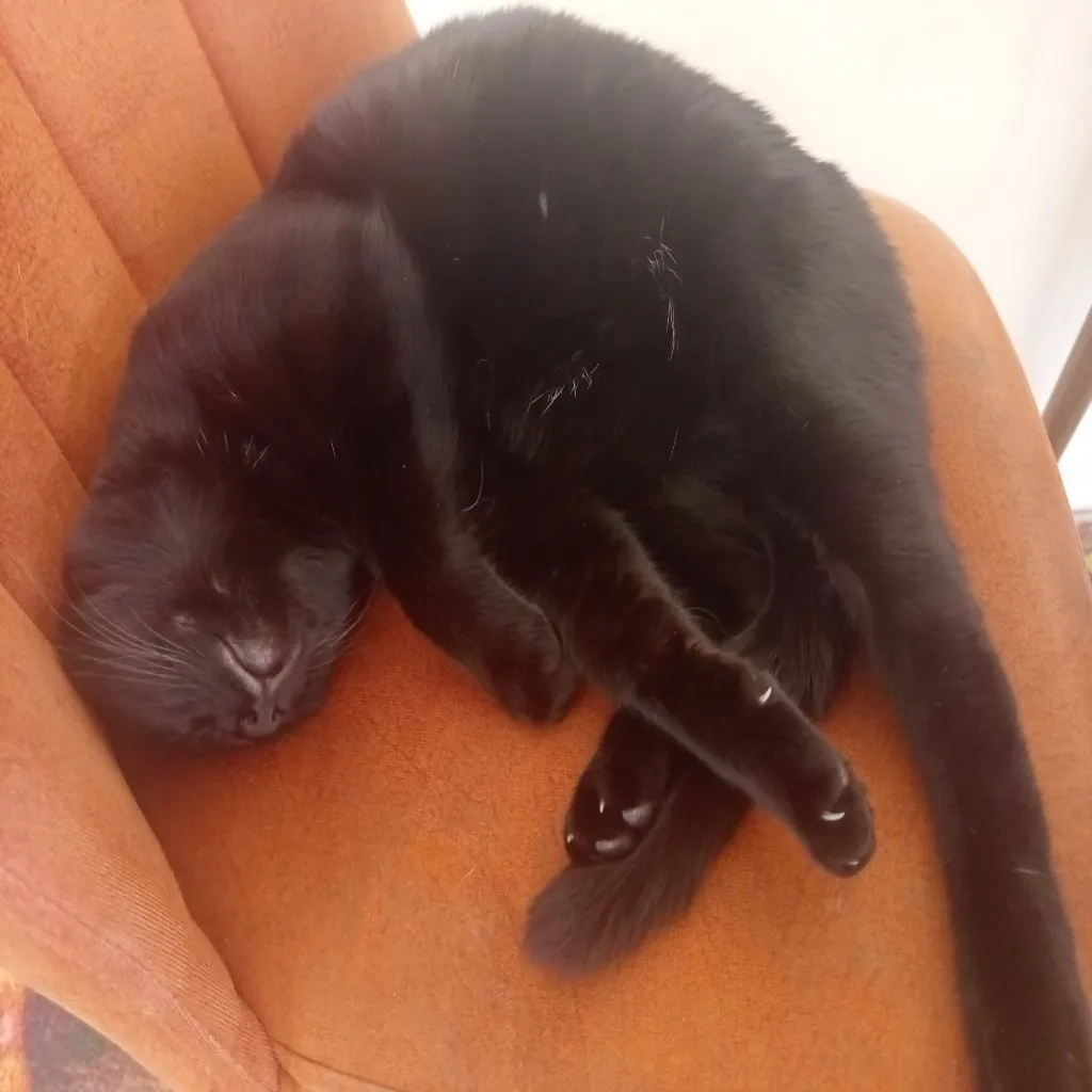 CNRCatnap31
